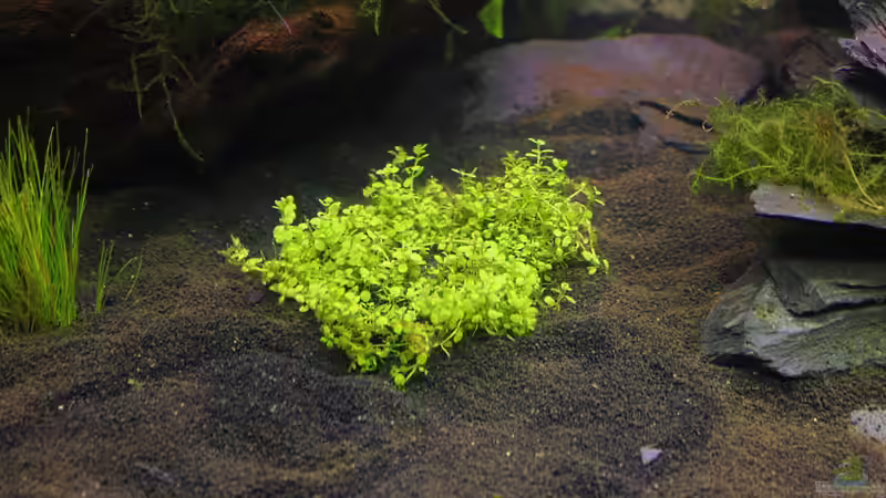 Kubanisches Perlkraut (hemianthus callitrichoides) von Springer (17)