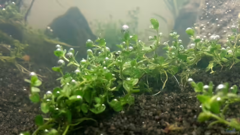 Kubanisches Perlkraut nach Wasserwechsel von Schnegge (10)