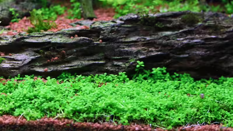 Kubanisches Perlkraut von Dirk F. (13)