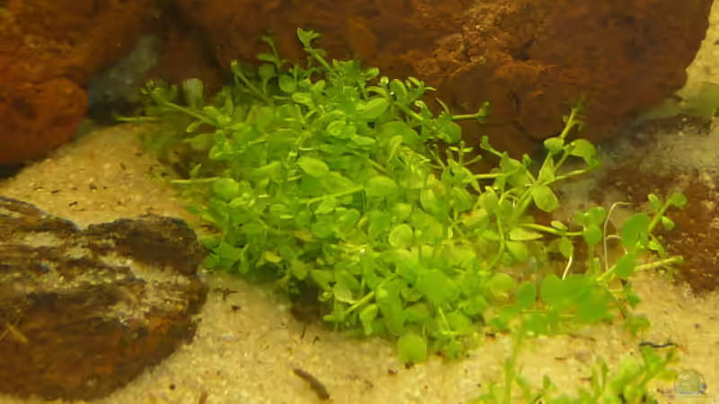 Kubanisches Perlkraut von Stefan E. (9)