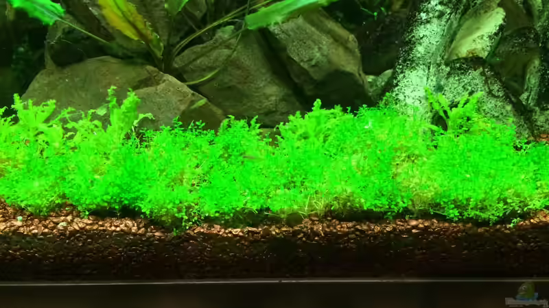 Kubanisches Perlkraut von X-Rayminator (5)