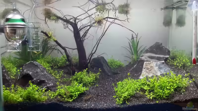 Kubanisches Perlkraut wächst sehr gut von Schnegge (3)