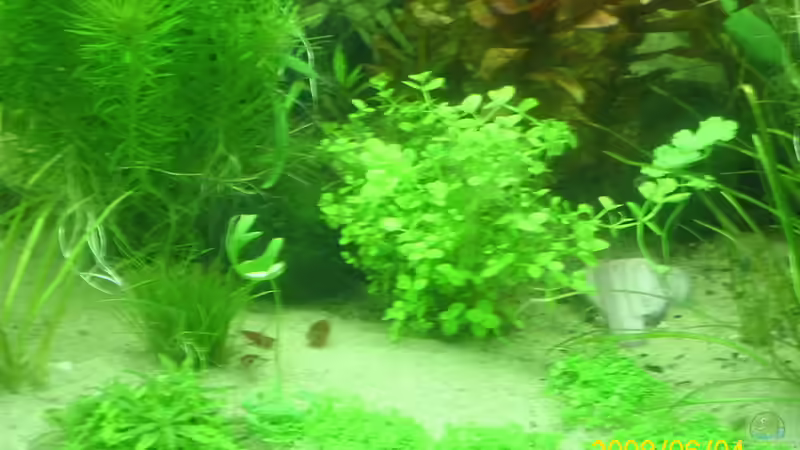 kubaperlenkraut  von Herbert Baier (11)