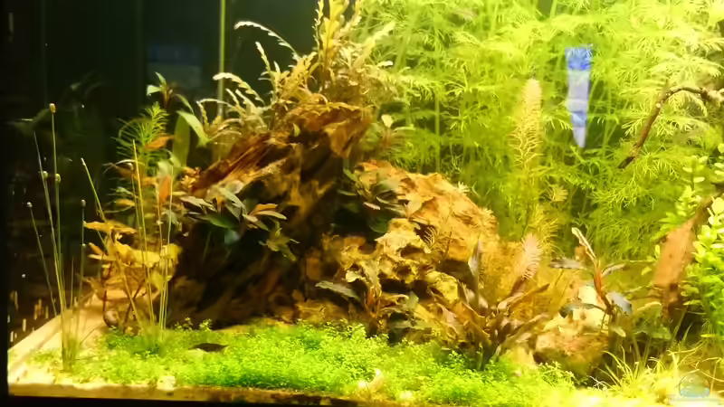 Kubaperlkraut, Hygrophila pinnatifida, Cryptocoryne wendtii flamingo von Wasserwelten (9)