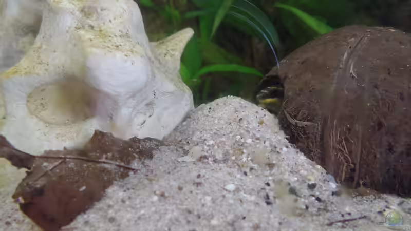 Kuckkuck von raubsau (152)