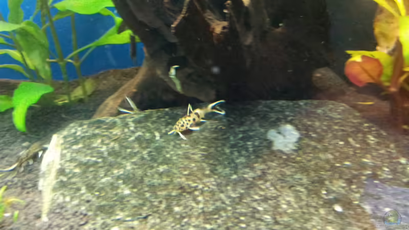 Kuckskuckswels von Shiml (16)