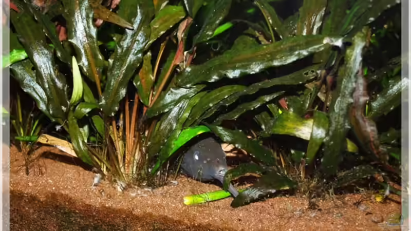 Kuckuck..is ja noch hell draussen! von Botia (22)