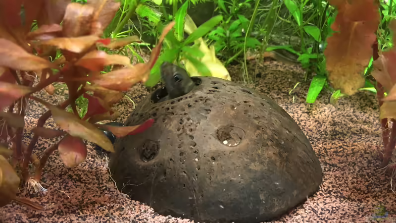 Kuckuck von Ceylon (35)