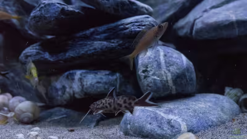 Kuckucks-Fiederbartwels von Baghira (23)