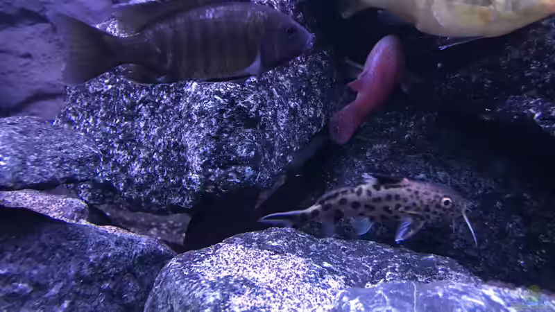 Kuckucks Fliederbardwels von CJ (20)