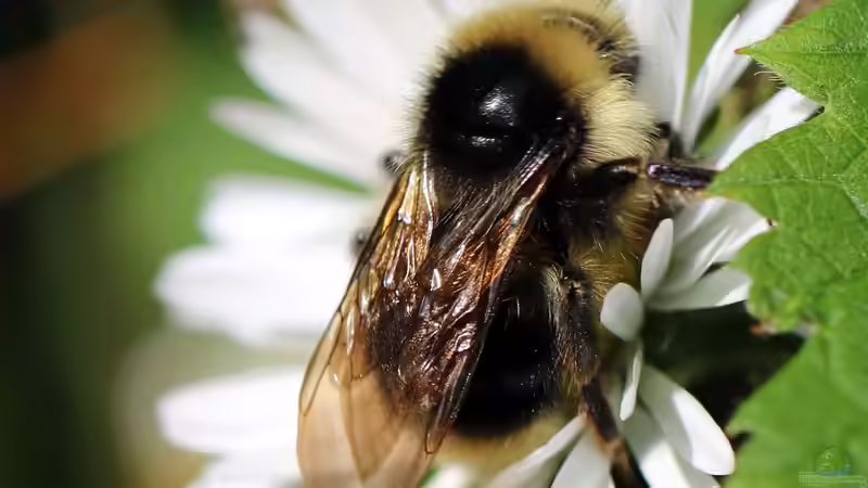 Kuckucksbienen - die unbekannten Spezialisten unter den Wildbienen