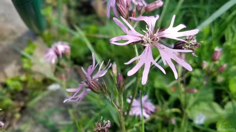 Kuckuckslichtnelke  von Smo (3)