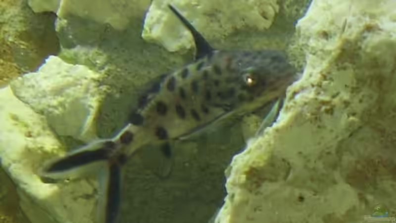 Kuckuckswels .. einer v. vieren von Peters Laden (33)