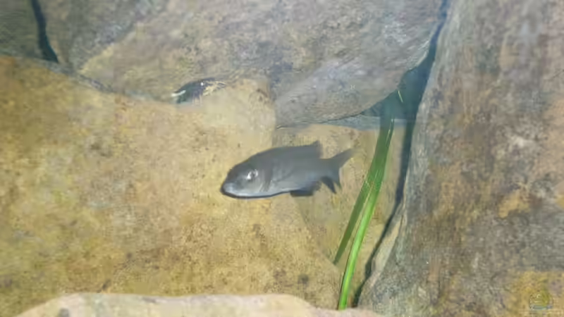 Kuckuckswels Suchbild von di Stefano (19)