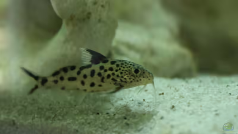 Kuckuckswels von schwichti (12)