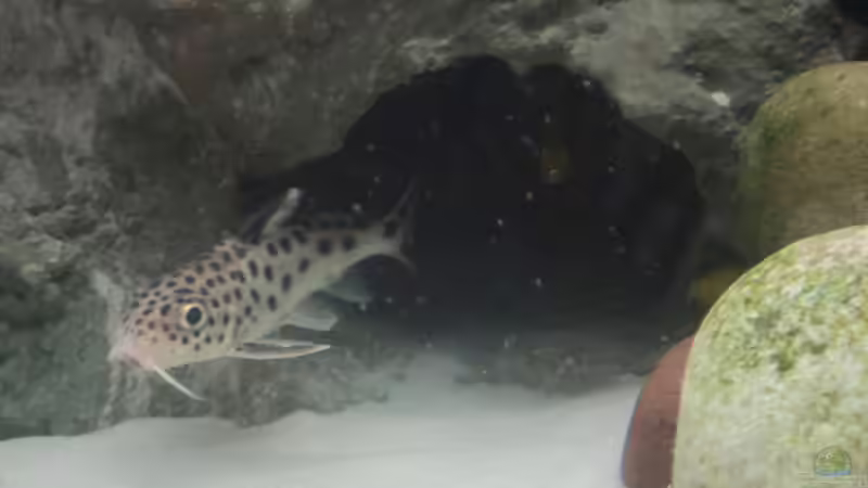 Aquarien mit Synodontis grandiops (Großaugen-Fiederbartwels)