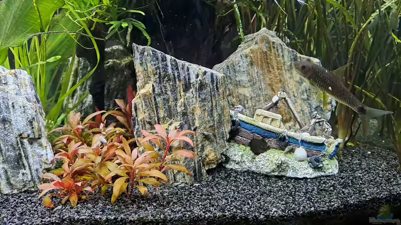 Kudda von iceman80 (8)