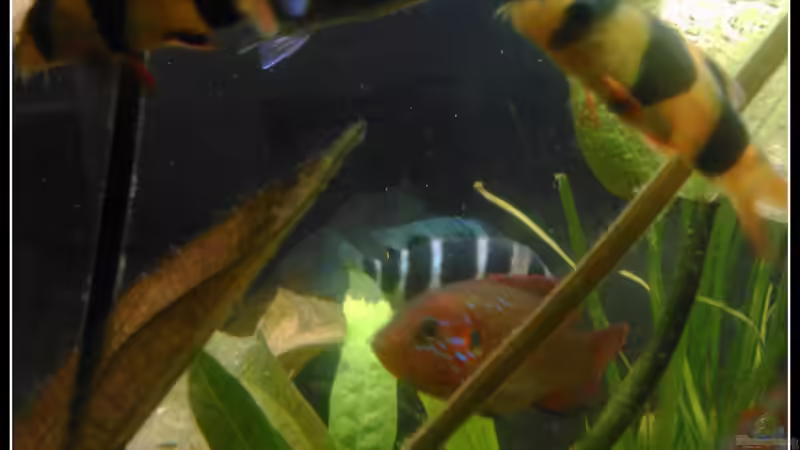 kuddelmuddel von mariajudyta (51)