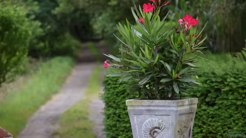 Kübelpflanzen jetzt kräftigen: Sommerpflege für einen gesunden Winter