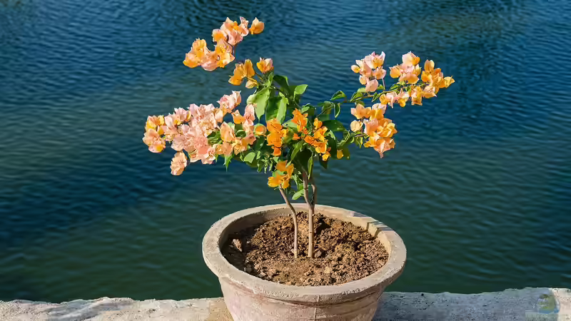 Kübelpflanzen jetzt kräftigen: Sommerpflege für einen gesunden Winter