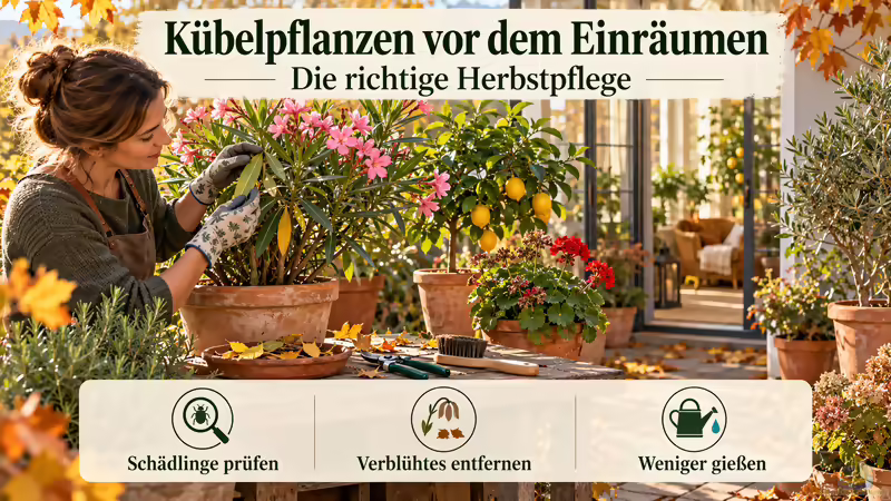 Kübelpflanzen vor dem Einräumen: Die richtige Herbstpflege