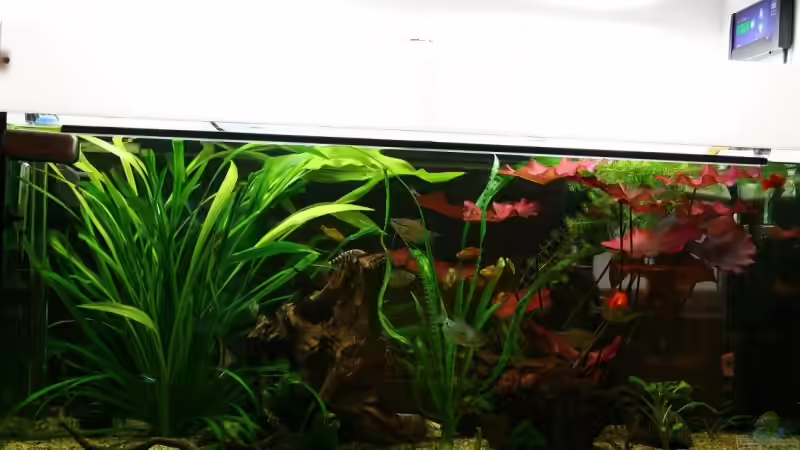 Küchenseite 22.7.2008 von hirschjäger (7)