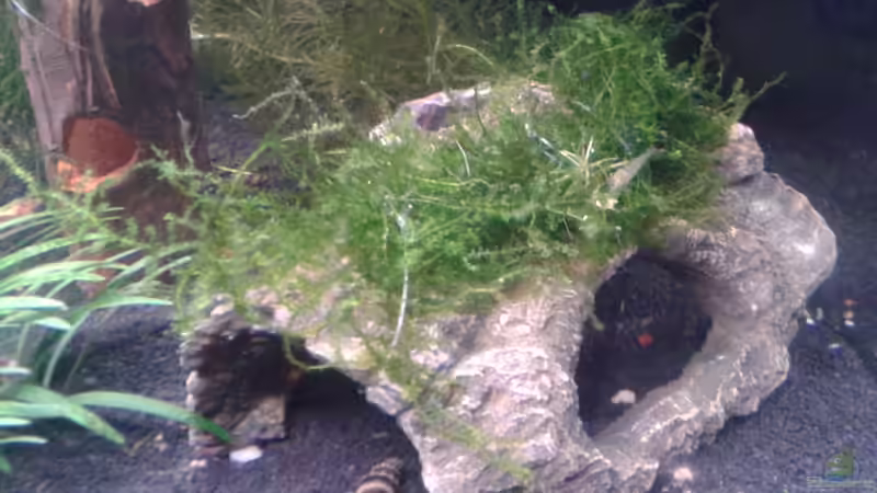 Künstl. Holzrindentunnel mit Javamoos bebunden von Bully-1999 (4)