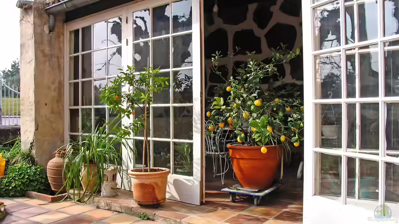 Künstliche Bestäubung bei Fruchtpflanzen: Tomaten, Zitronen & Co. am Fenster zum Fruchten bringen