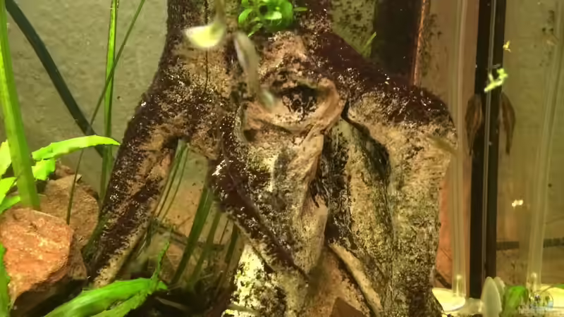 Künstliche Birkenwurzel von X-Rayminator (7)