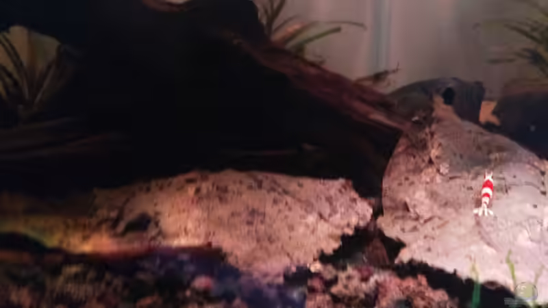 künstliche Blätter von Aquadecor von CzudemP (10)