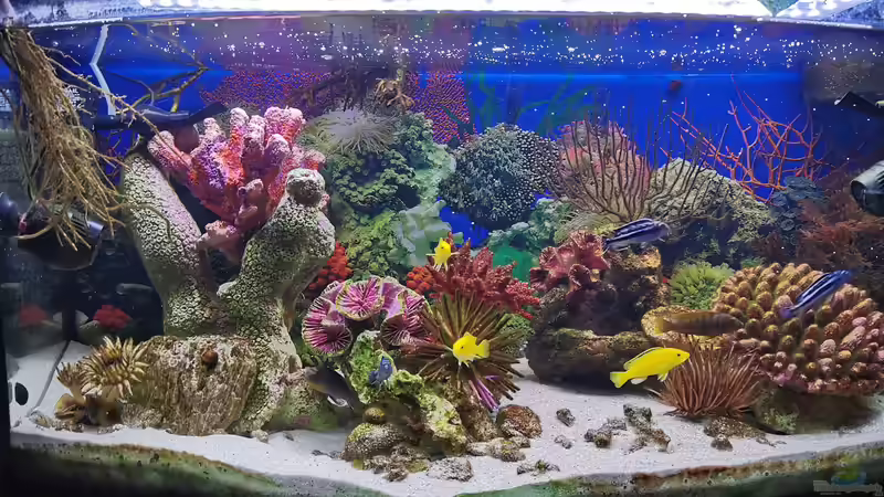Künstliche Korallen - Pro und Kontra im Aquarium?