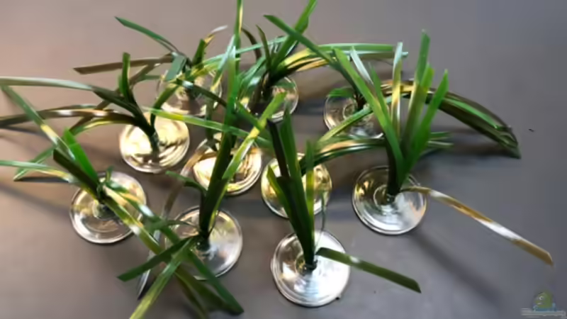 Künstliche Pflanzen im Aquarium: Vor- und Nachteile