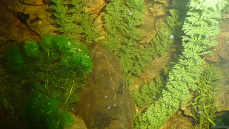 Künstliche Pflanzen im Aquarium: Vor- und Nachteile