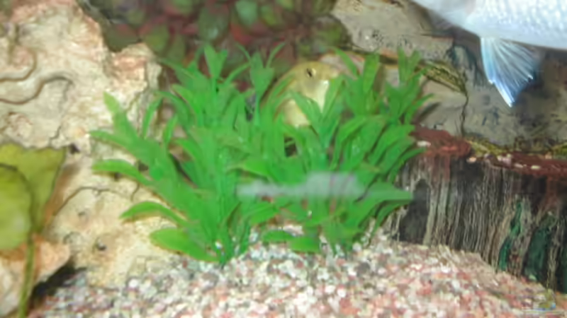 Künstliche Pflanzen von Ulrich Rothärmel (4)