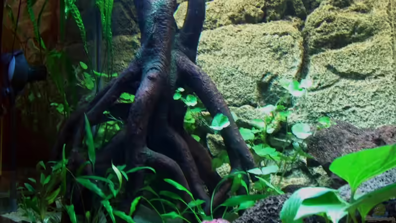 Künstliche Wurzel! Erstaunt,wie natürlich die aussieht! von mgrafix (6)