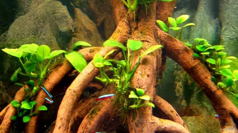 künstliche Wurzel mit aufgebundenen Zwergspeerblättern von Thomas Krahmer (13)