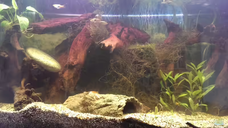 Künstliche Wurzel von acuticeps (10)