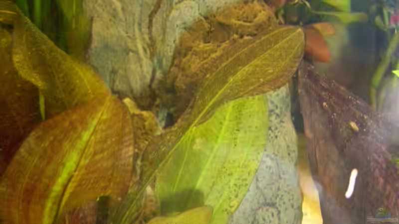 Künstlicher Stein mit Höhle von kaktus-jones (29)