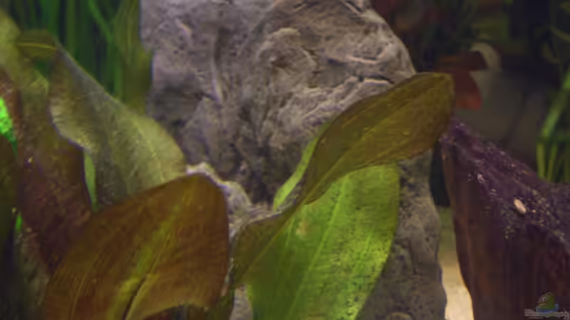 Künstlicher Stein mit Höhle von kaktus-jones (30)