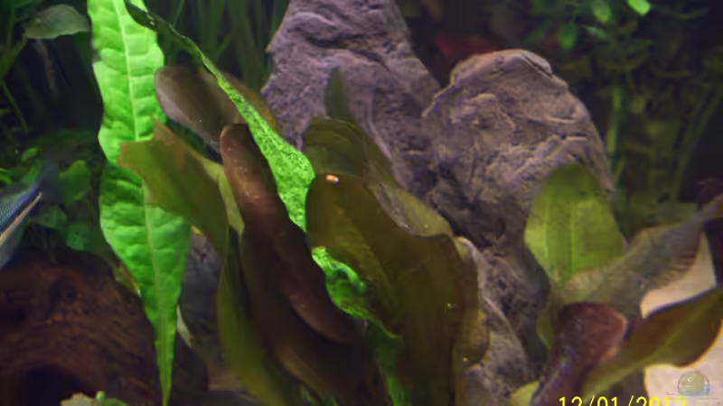 Künstlicher Stein von kaktus-jones (32)