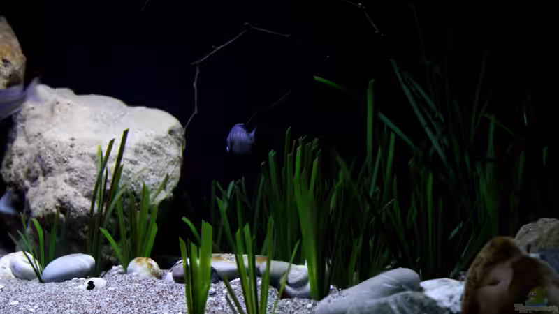 Künstliches Ealgrass von Florian Bandhauer (29)