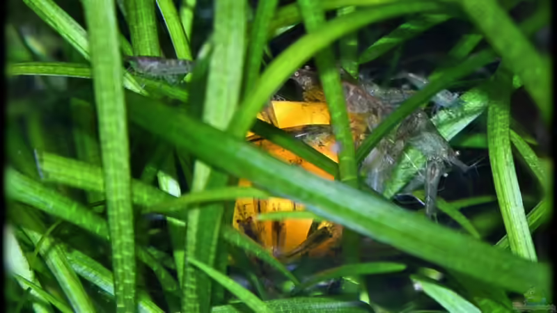 Kürbisfütterung von Ralf64 (46)