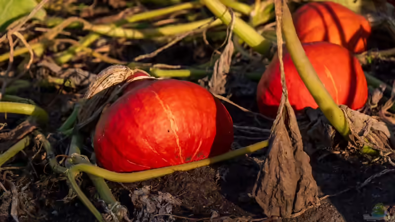 Kürbispflanzen jetzt richtig pflegen - damit die Früchte im Herbst groß herauskommen