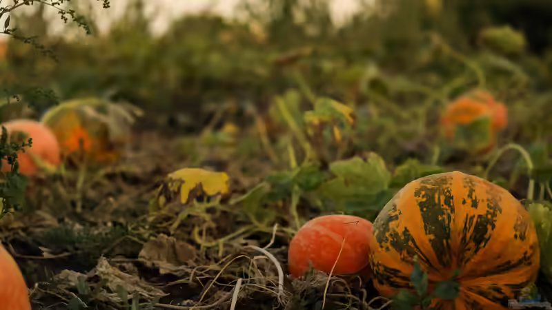 Kürbispflanzen jetzt richtig pflegen - damit die Früchte im Herbst groß herauskommen