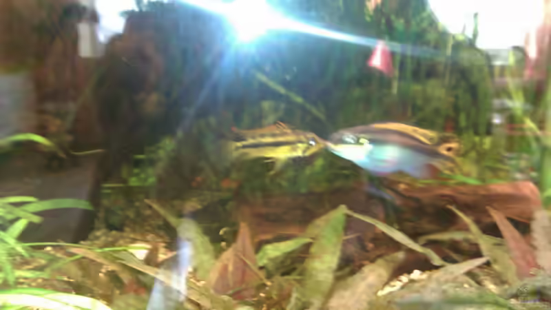 Küsschen ;-) von Biffty (31)