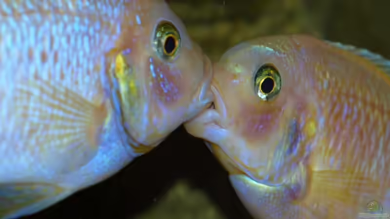 Küssende Guramis ? nein Maylandia estheare Böcke beim Machtkampf von JOHN (6)