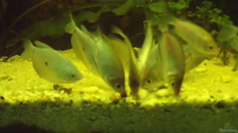 Küssende Guramis beim fressen. von lupusmedicus (26)