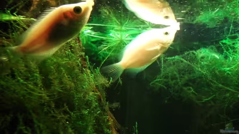 Küssende Guramis von Babsi Aud (53)