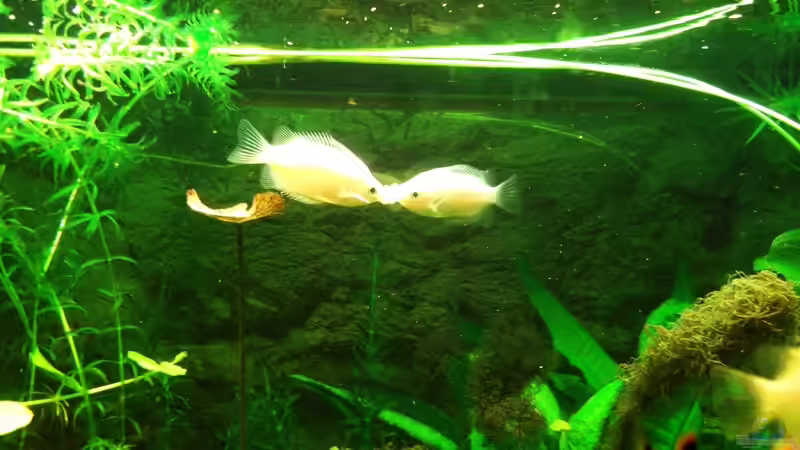 Küssende Guramis2 von Babsi Aud (63)