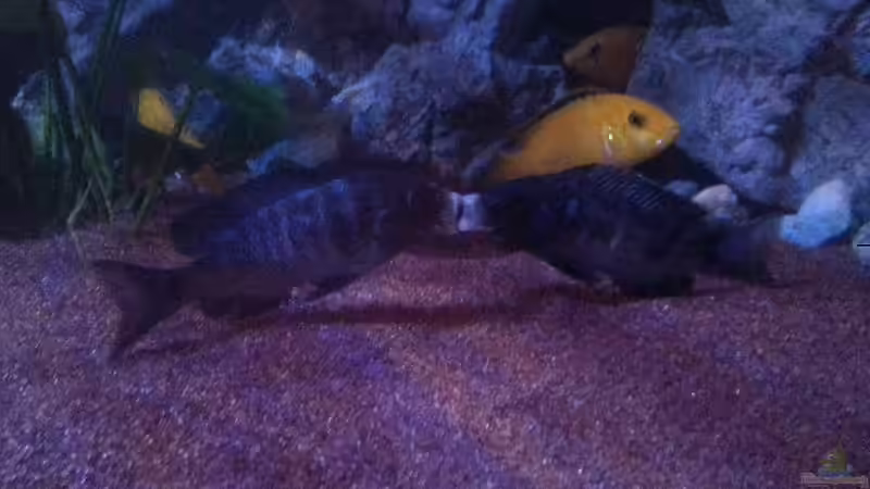 Küssende Mdokas von Frank Hopp (82)